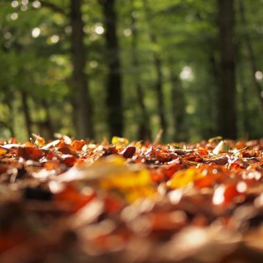 Tress let go of leaves as the body release weight- naturally