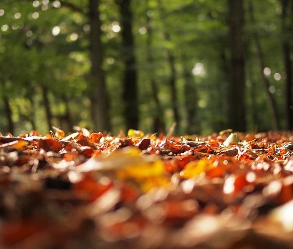 Tress let go of leaves as the body release weight- naturally