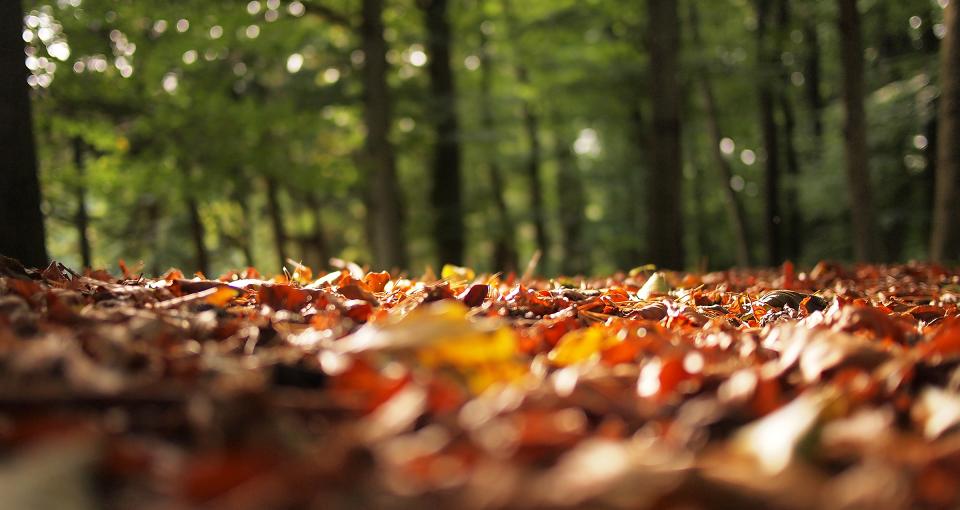 Tress let go of leaves as the body release weight- naturally